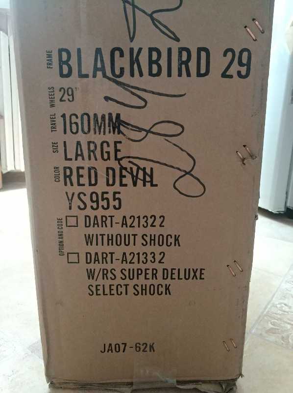 Dartmoor Blackbird