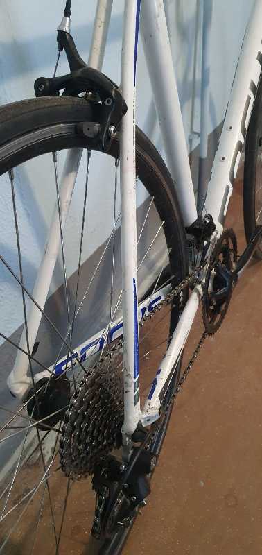 Шоссе на раме FOCUS Arriba (XL)