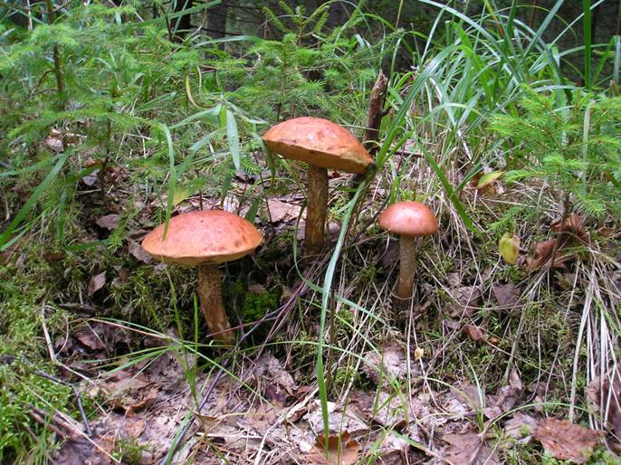 3P8310106.JPG