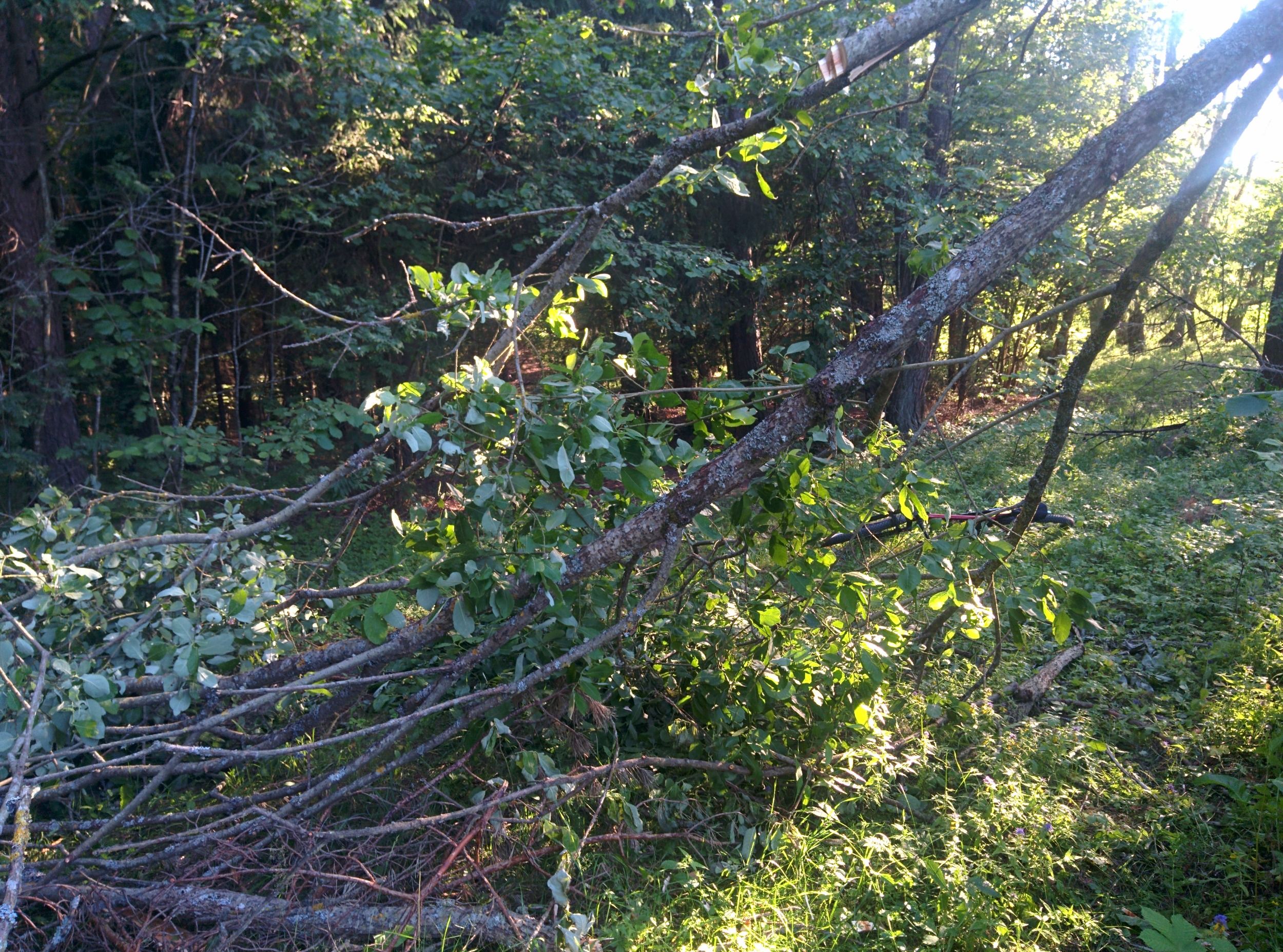 IMG_20240626_193455.jpg