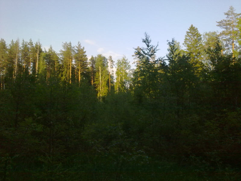 310520111578.jpg