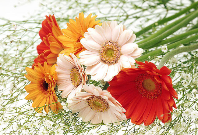 gerbera_1.jpg