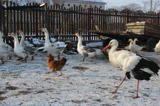 aist_busia_dvor_1.jpg