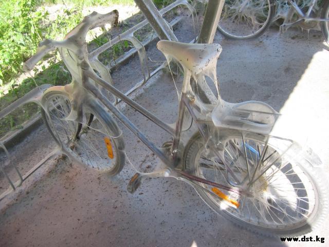 verblyud_plyuval_na_lyasik.jpg