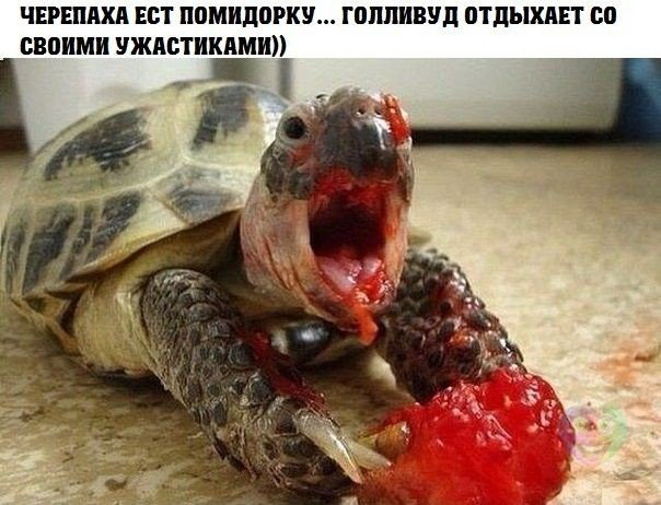 cherepakha_2.jpg