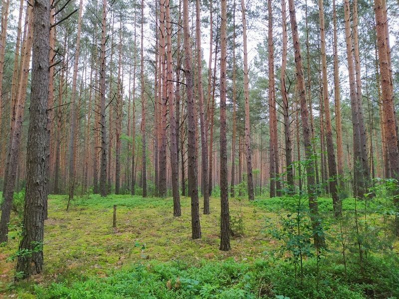 3. лес.jpg