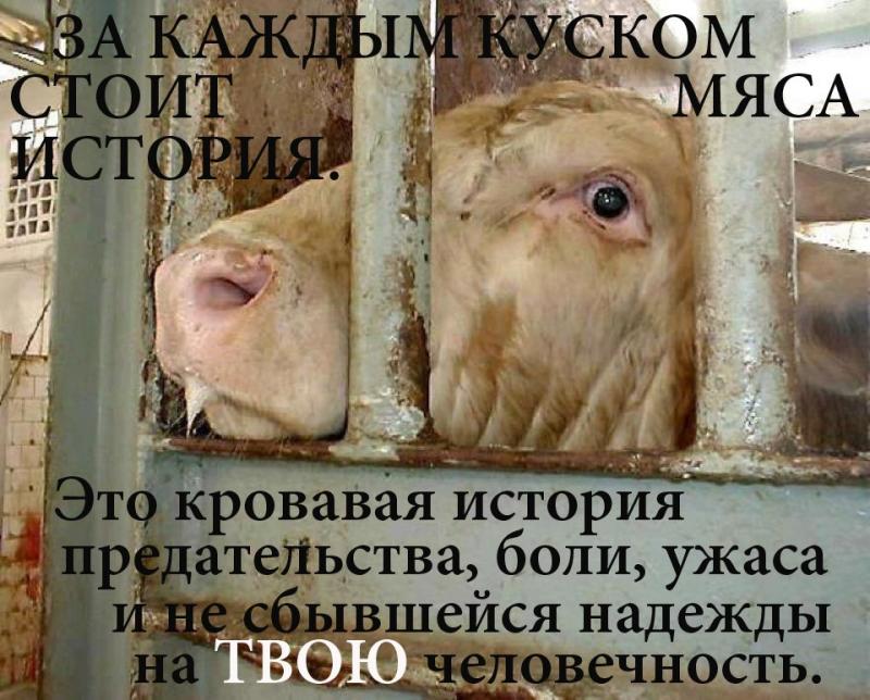 jS1ReK2W7fA.jpg