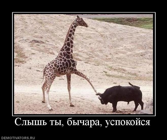 293642_slyish-tyi-byichara-uspokojsya.jpg
