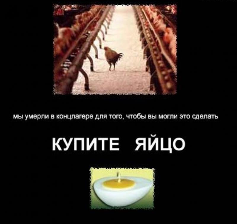 yaytso.jpg