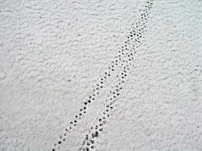 Navlitsa07_2.jpg