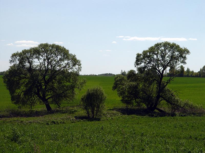 Drysa-Dzisna17.jpg