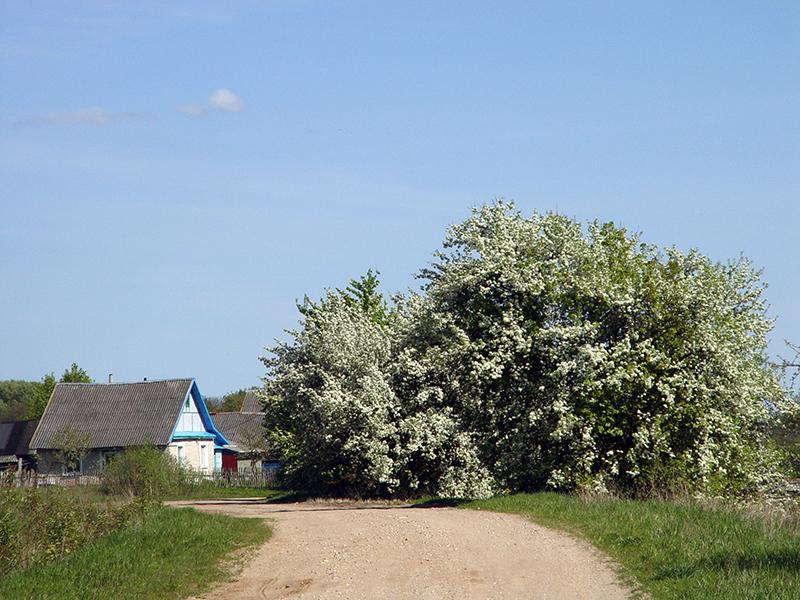 Drysa-Dzisna20.jpg