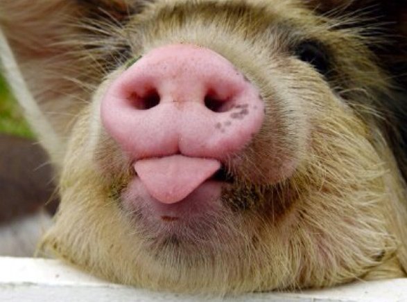 piggy.jpg