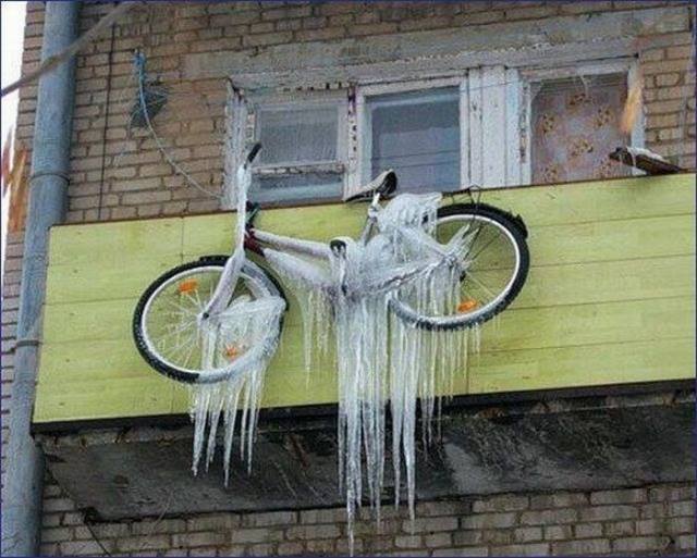 velososyl.jpg