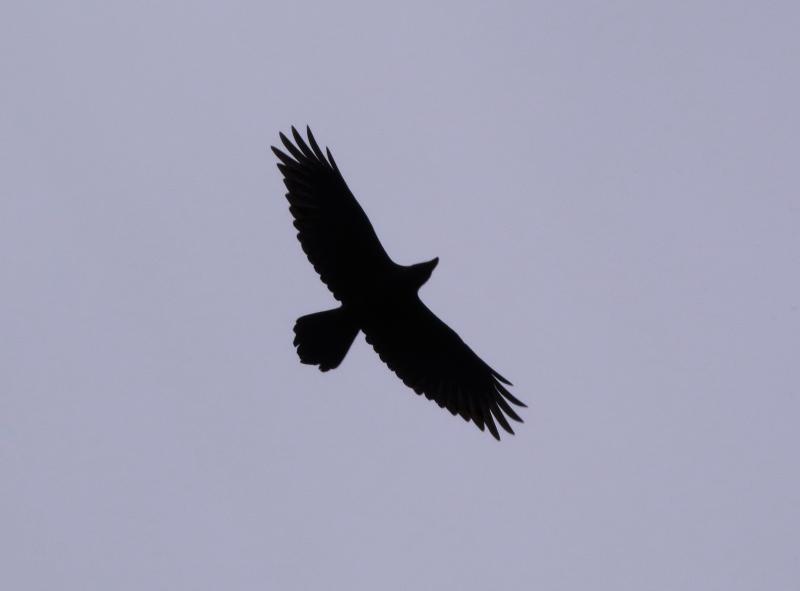 IMG_1859_2.jpg