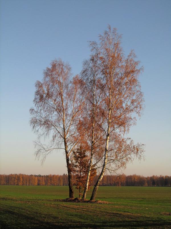 IMG_7717_3.jpg