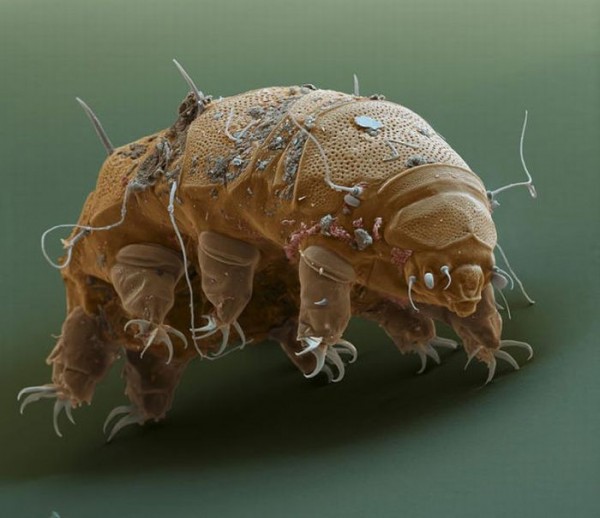 tardigrades_03-600x518.jpg