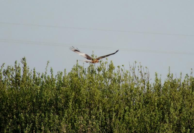 DSCF9339.jpg