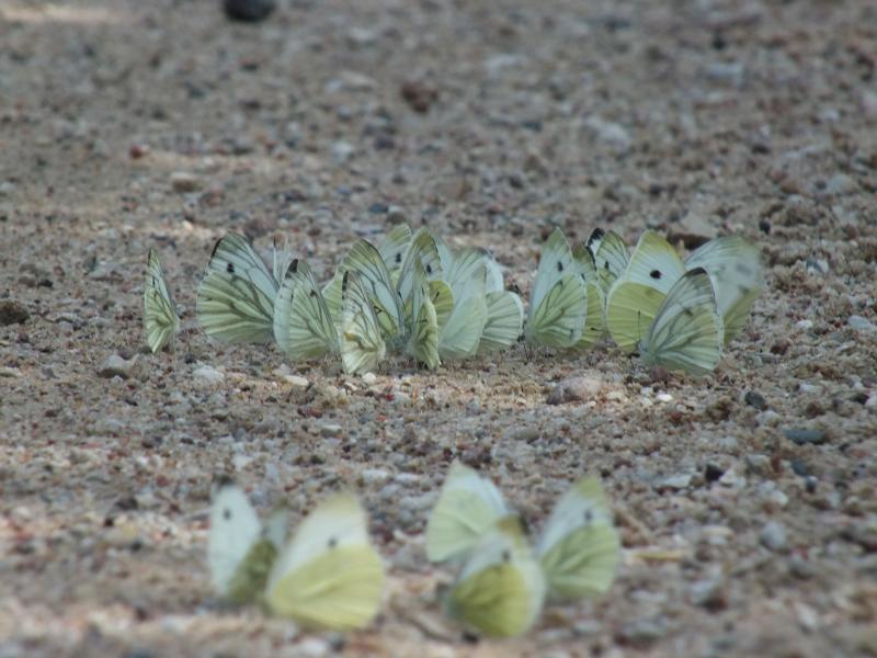 DSCF7917.jpg