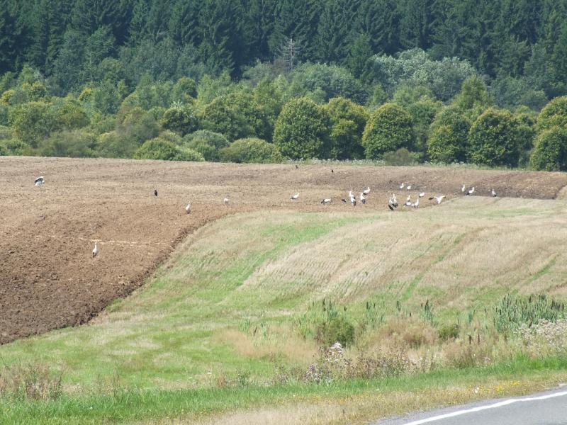 DSCF7890.jpg