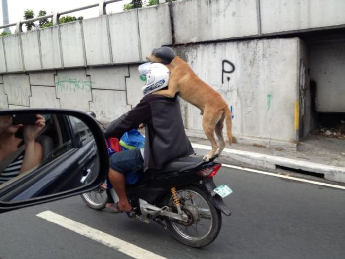 dog_moto_-podb.jpg