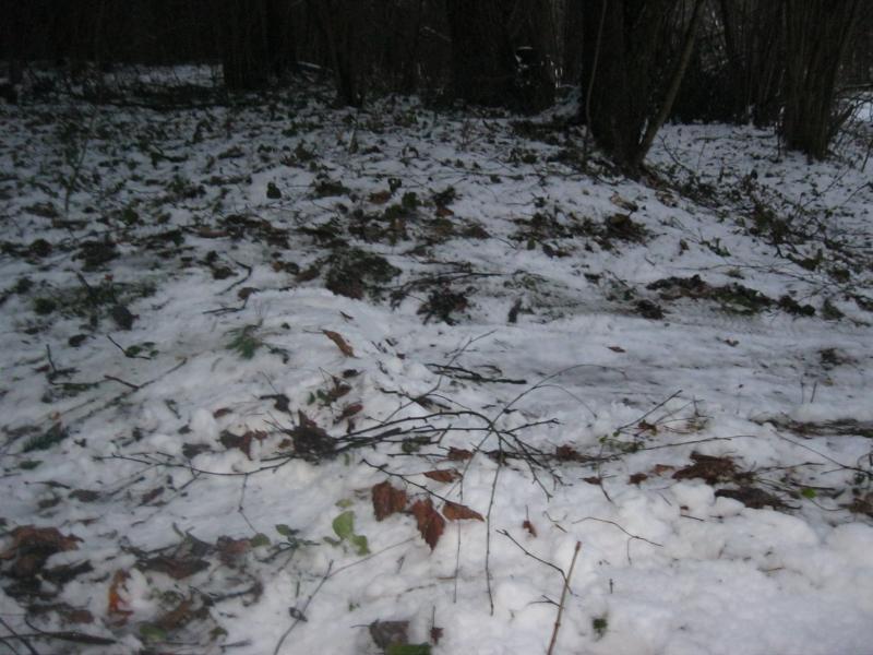 IMG_4146.jpg