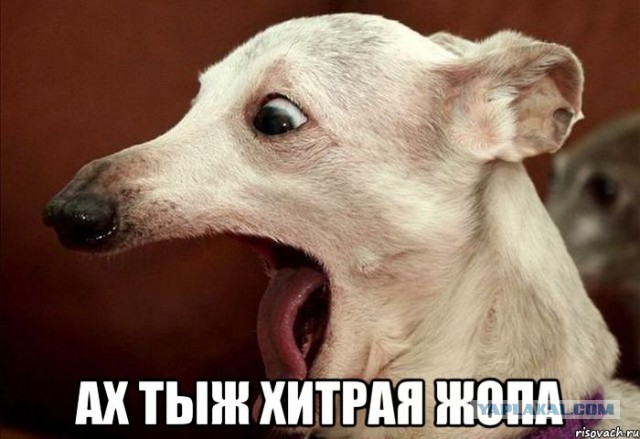 akh_ty_zh_khitraya_zh.jpg
