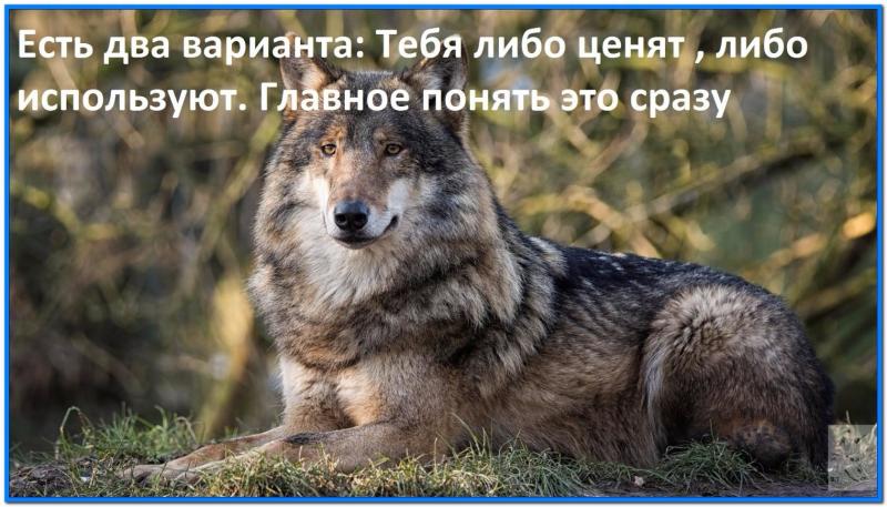 libo_tsenyat_libo_ispol'zuyut.jpg