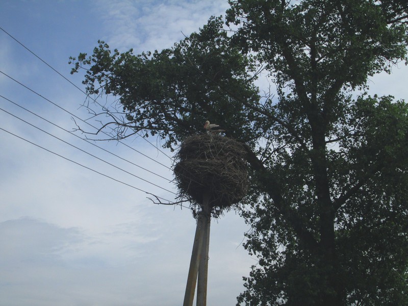 Izobrazhenie_079_5.jpg