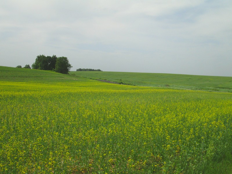 Izobrazhenie_053_7.jpg