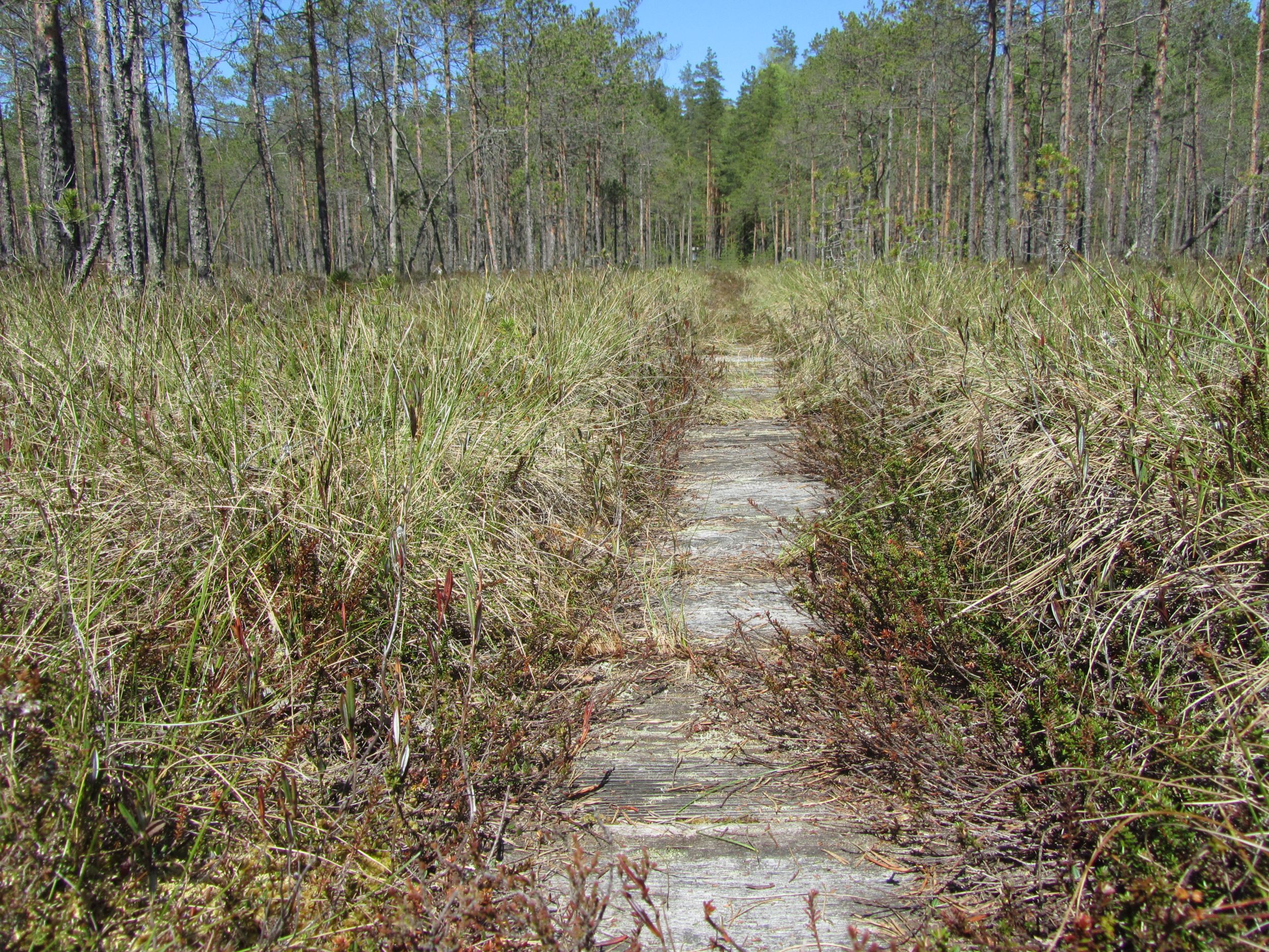 Котельский заказник ленинградской. Подушка мох. Мох forest pack. Заказник чистый мох в ленинградской области. Болото ламмин-суо.
