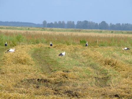 DSCF7562.JPG