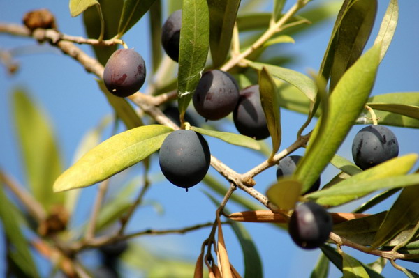 black_olives.jpg