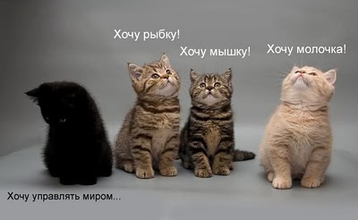 katn.jpg